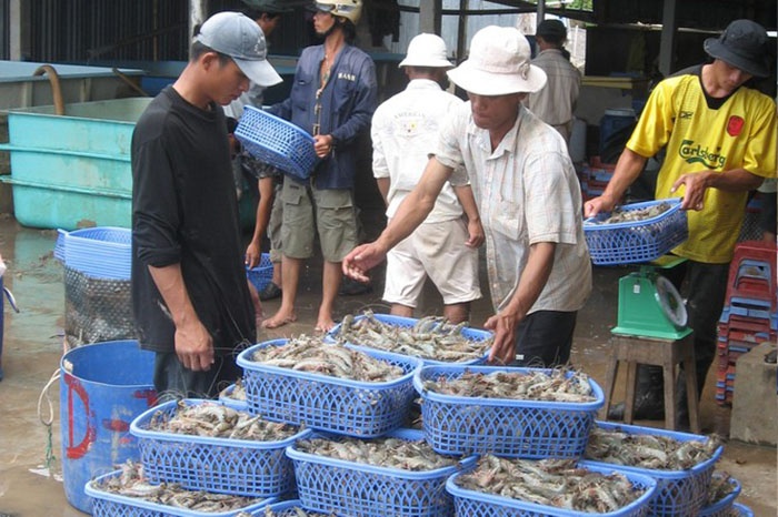 Thu mua tôm